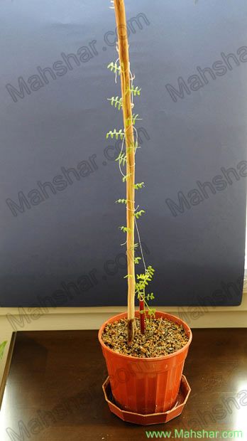 باستان شناسان ترکیه ای در کاوش های خود از تپه ای در ترکیه یک دانه عدس متعلق به 4 هزار سال پیش را کشف کردند و این گونه این دانه را به عمل آورده اند