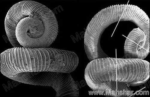 مطالب جالب خواندني و ديدني فقط در محشر دات کام حلزون مارپيچي انعطاف پذير