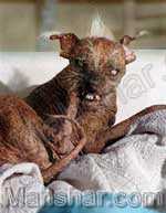 زشت‎‎ ترين‎‎‎ سگ‎ جهان در سن 14 سالگي‎ درگذشت + عکس 1