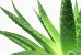 اطلاعات جامع درباره گیاه آلوئه ورا Aloe vera